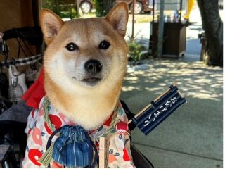 2回目も楽しいおかげ犬体験