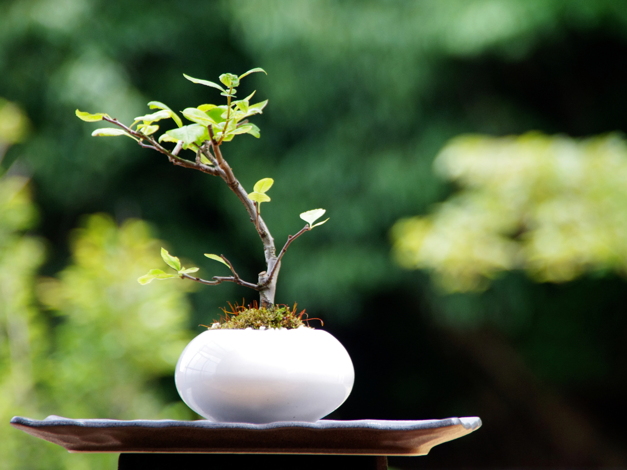 gōۖ~͂CeAƂāB܂͎v[gɂĂ݂ẮB