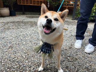 愛犬と一緒に伊勢の旅を満喫できる体験