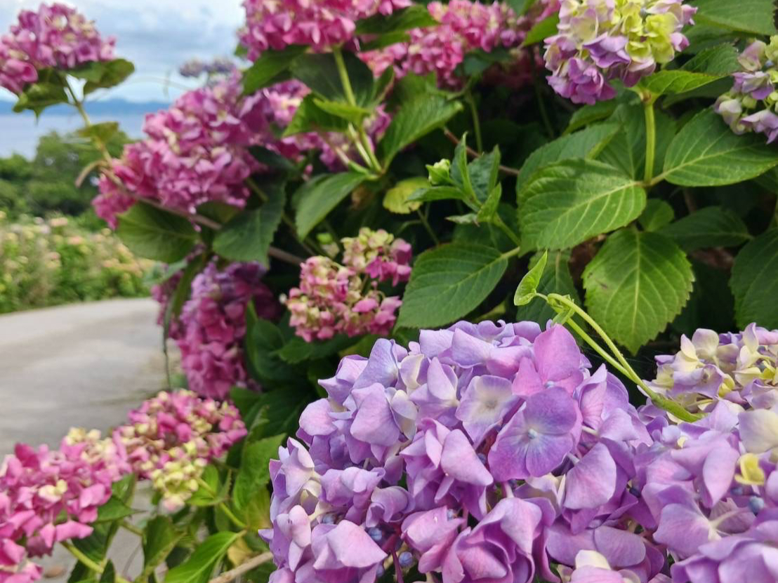 紫陽花の花摘み体験2026/FARMaSEA GARDEN URAGA - じゃらん遊び体験
