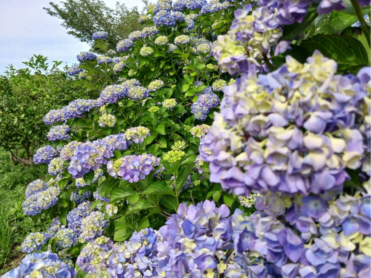 紫陽花の花摘み体験2026/FARMaSEA GARDEN URAGA - じゃらん遊び体験