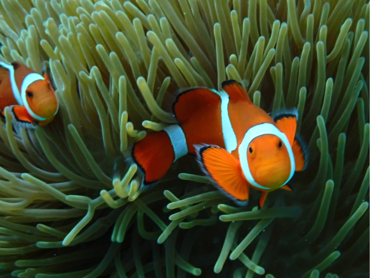 人気のニモ(カクレクマノミ)も★彡