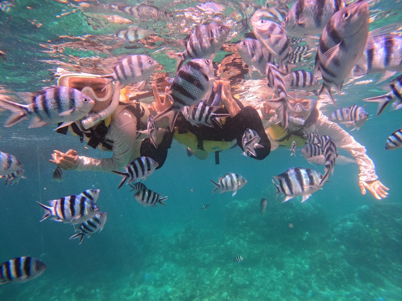 たくさんのお魚たち♪♪