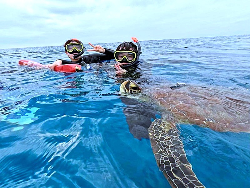 タイミングが合えば近くで遊泳できることも♪
