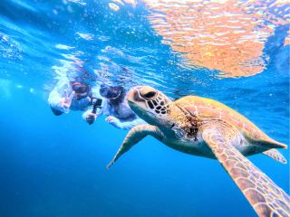 大人気のウミガメは99%高遭遇率♪少人数制&青の洞窟やたくさんのカラフルなお魚、サンゴなど大自然と触れ合える満足度抜群のツアー!