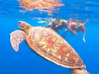 可愛いウミガメと優雅な体験♪♪