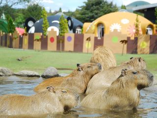 がんばろう 熊本 自然の動物に触れ合える ふれあい動物王国 ランチバイキング お得なセット券 ココロもおなかも大満足 阿蘇ファームランド じゃらん遊び体験