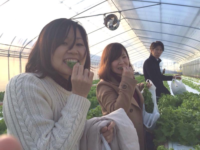 お土産付き】水耕栽培『新鮮野菜』の収穫体験/てしお夢ふぁーむ 桑名