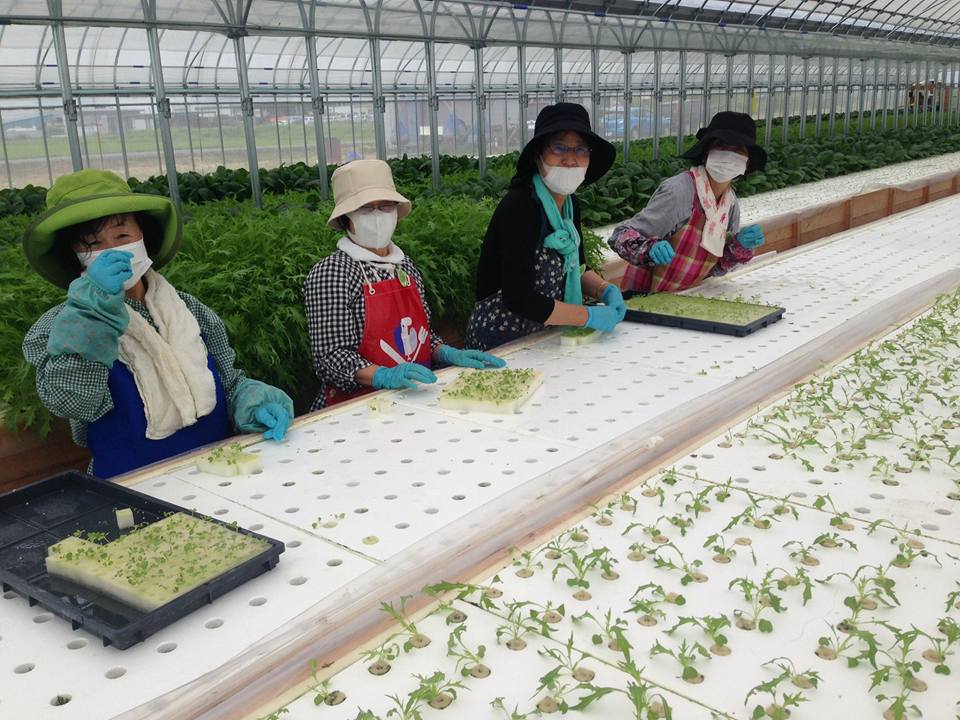 お土産付き ミニトマト 水耕栽培 新鮮野菜 のよくばり収穫体験 午前中 てしお夢ふぁーむ 桑名木曽岬農場 じゃらん遊び体験 お土産付き ミニトマト 水耕栽培 新鮮野菜 のよくばり収穫体験 午前中 てしお夢ふぁーむ 桑名木曽岬農場 じゃらん遊び体験