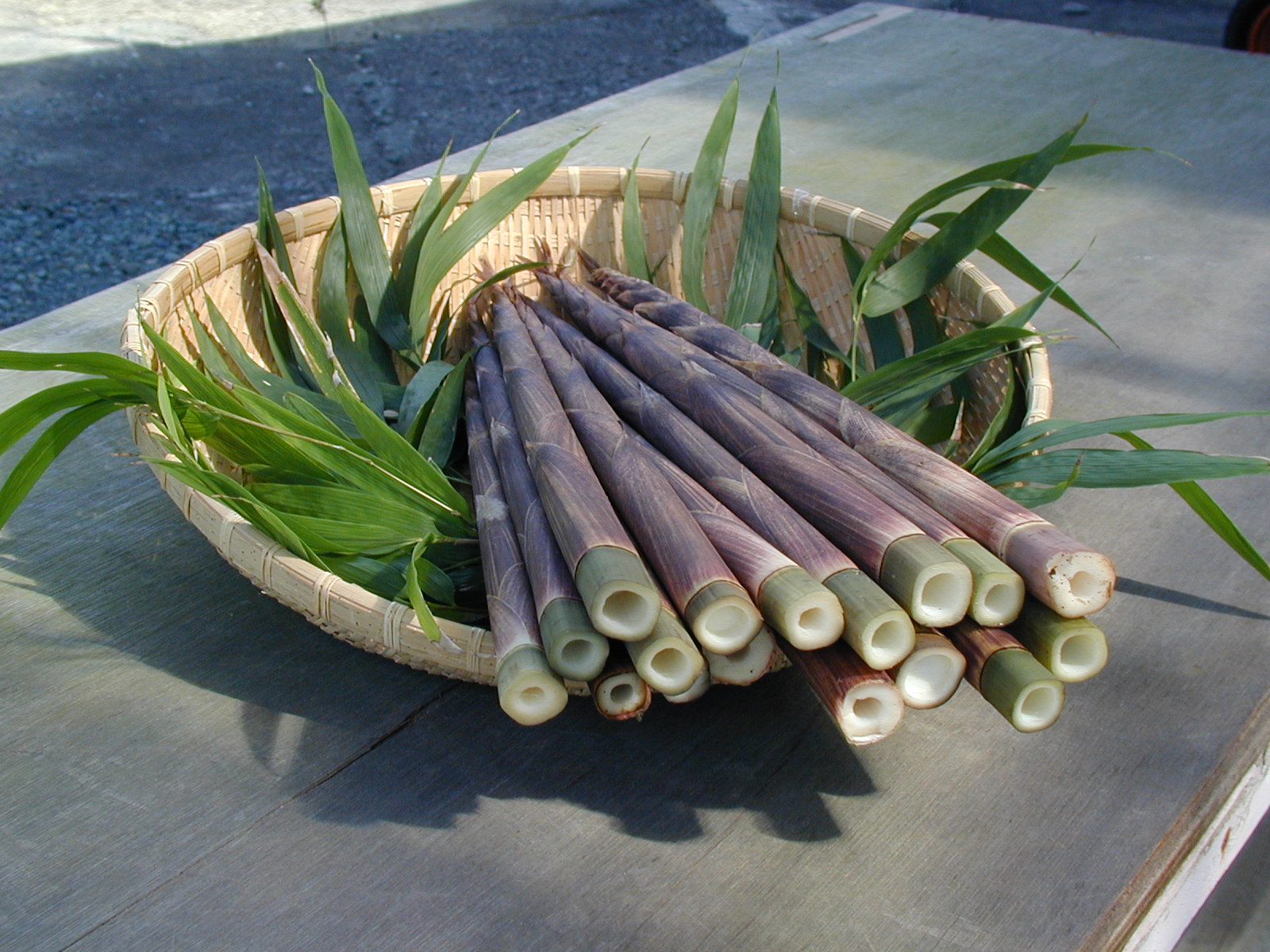 秋の竹の子 珍しい四角い形の四方竹 シホウチク 試食や特別メニューもご用意 一条竹の子村 じゃらん遊び体験 秋の竹の子 珍しい四角い形の四方竹 シホウチク 試食や特別メニューもご用意 一条竹の子村 じゃらん遊び体験