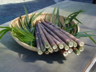 竹が四角いので別名「四角竹」とも呼ばれます。秋に出て竹も四角い珍しい種類です。