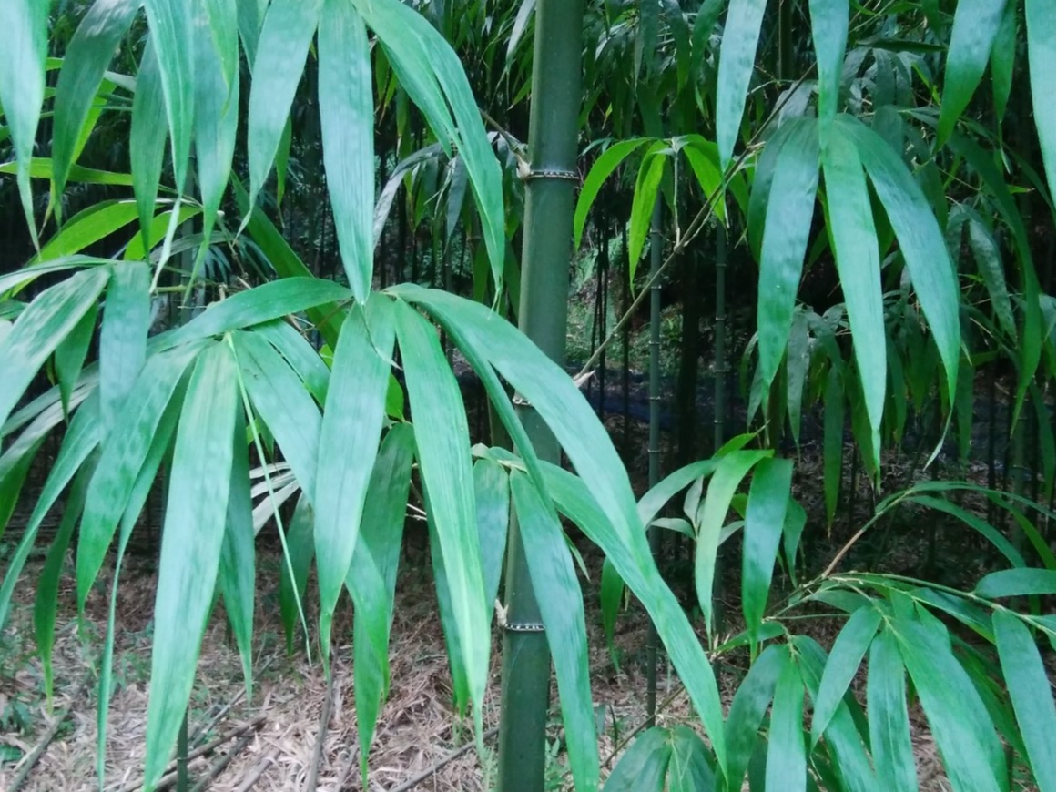 秋の竹の子 珍しい四角い形の四方竹 シホウチク 試食や特別メニューもご用意 一条竹の子村 じゃらん遊び体験 秋の竹の子 珍しい四角い形の四方竹 シホウチク 試食や特別メニューもご用意 一条竹の子村 じゃらん遊び体験
