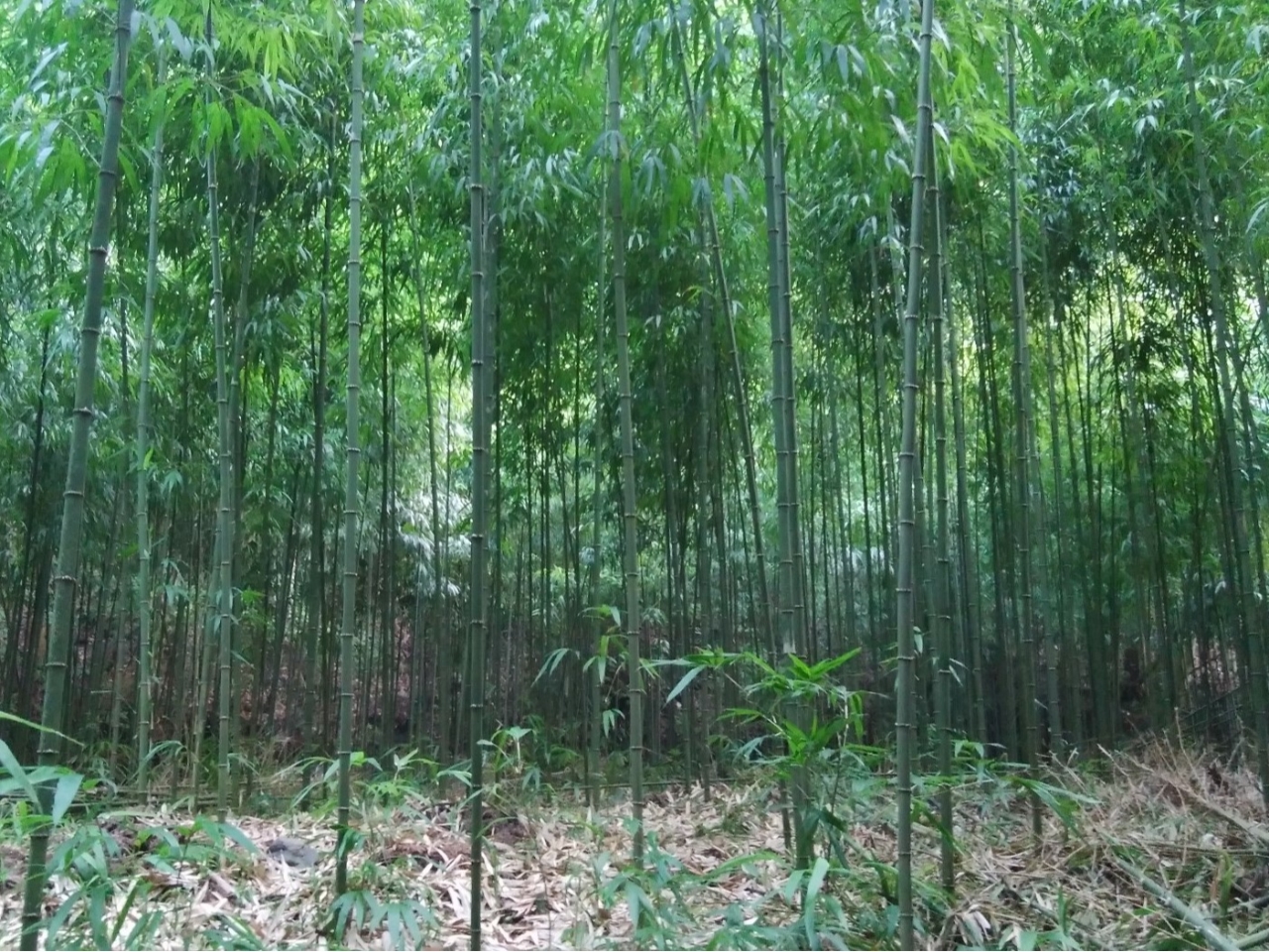 秋の竹の子 珍しい四角い形の四方竹 シホウチク 試食や特別メニューもご用意 一条竹の子村 じゃらん遊び体験 秋の竹の子 珍しい四角い形の四方竹 シホウチク 試食や特別メニューもご用意 一条竹の子村 じゃらん遊び体験