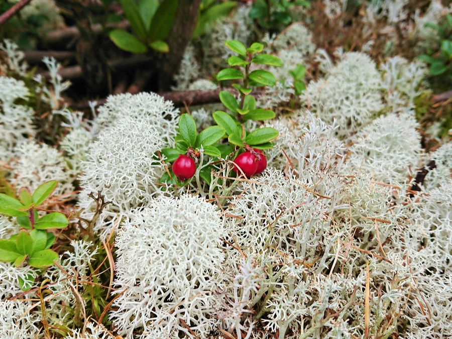 RPƒnߗ(niSP)̃R{[VJCCI