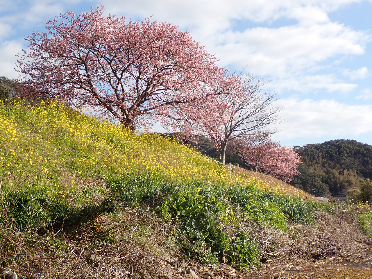 �y���ɂ͍��A�Ζʂɂ͍؂̉Ԃ��炭�ꏊ������܂�