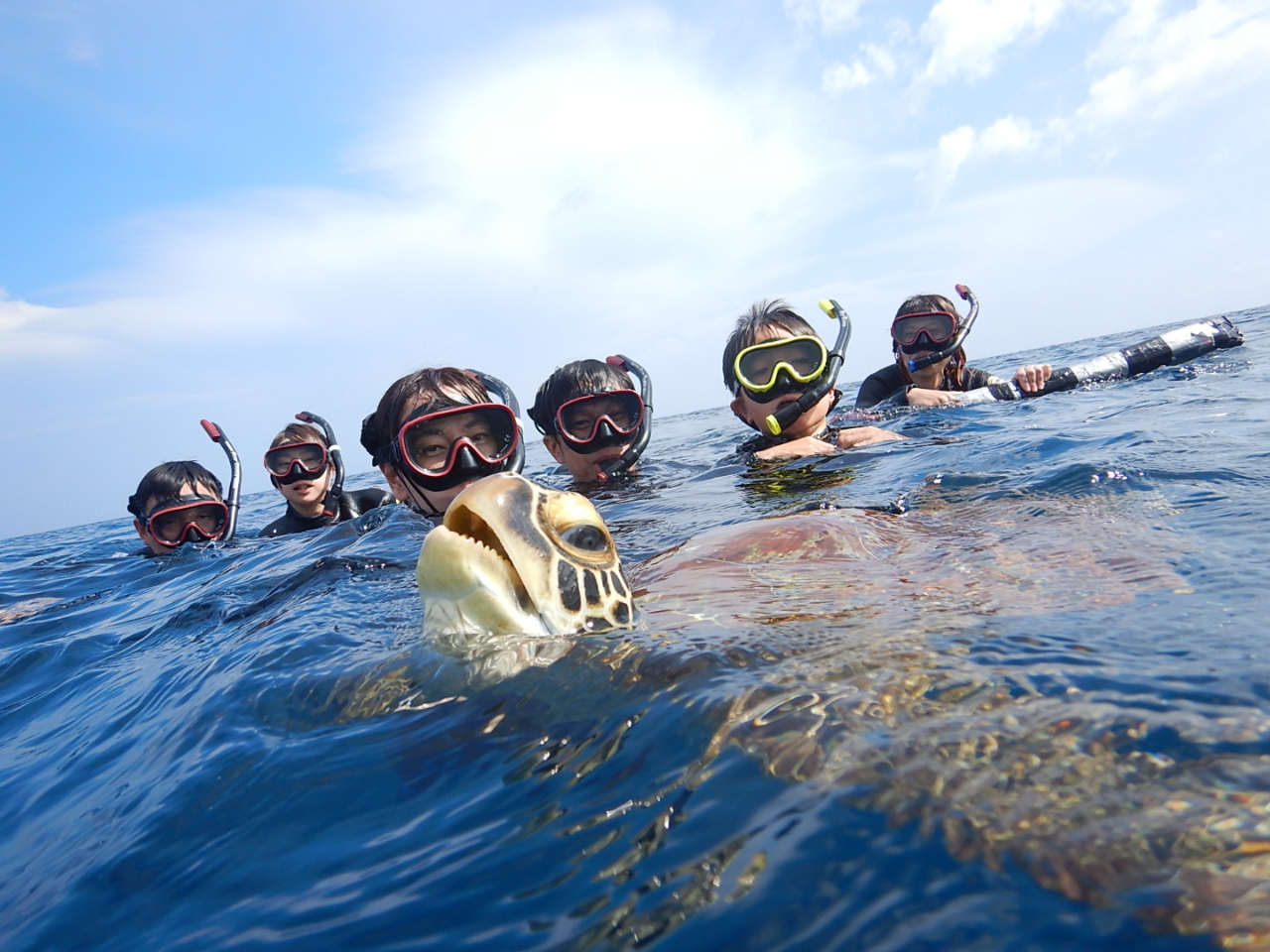 タイミングが合えば亀吉くんと泳げちゃう!