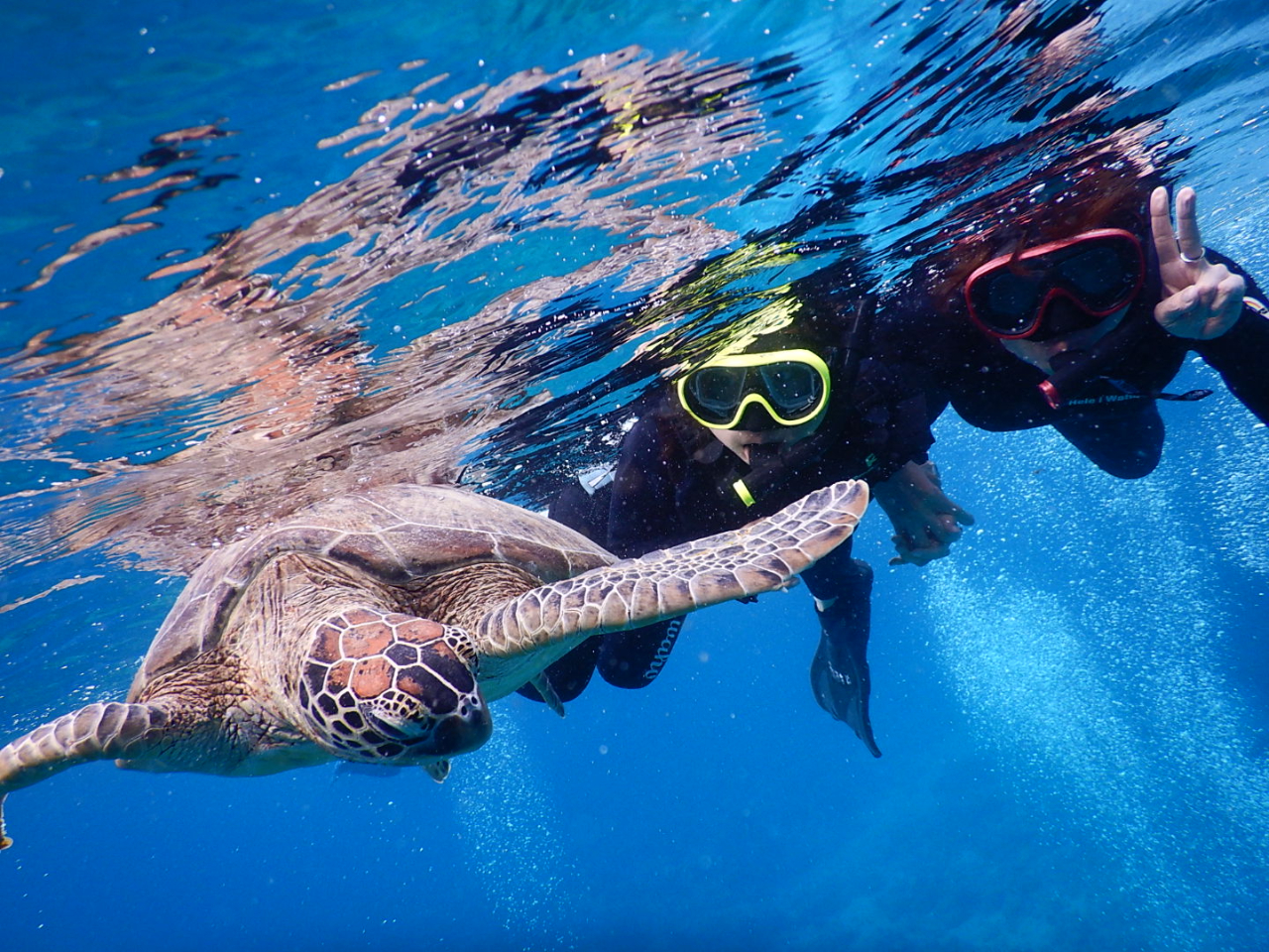 ウミガメとゼロ距離になれる……?(笑)