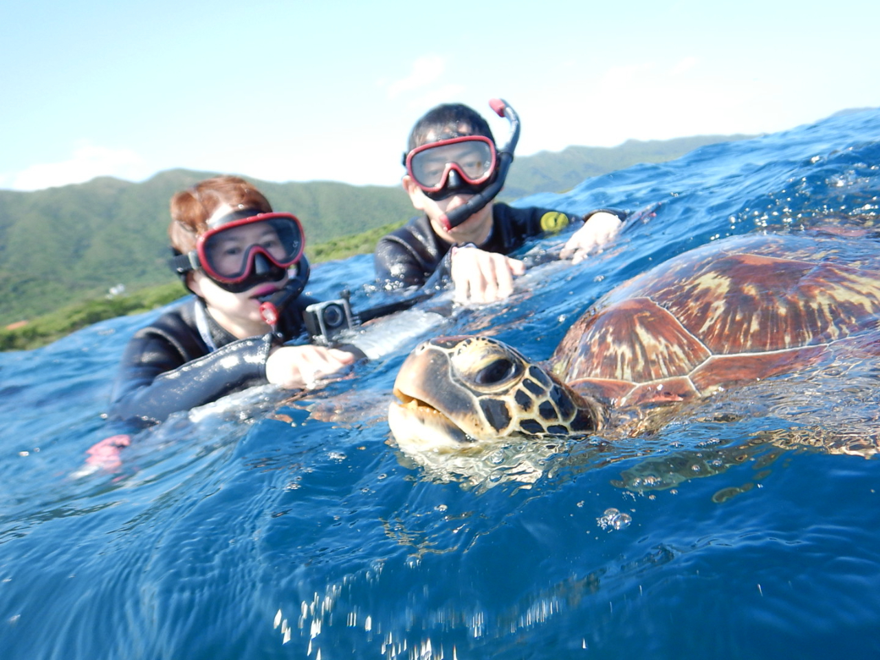 ウミガメのぷはぁーは、なんと息継ぎ!