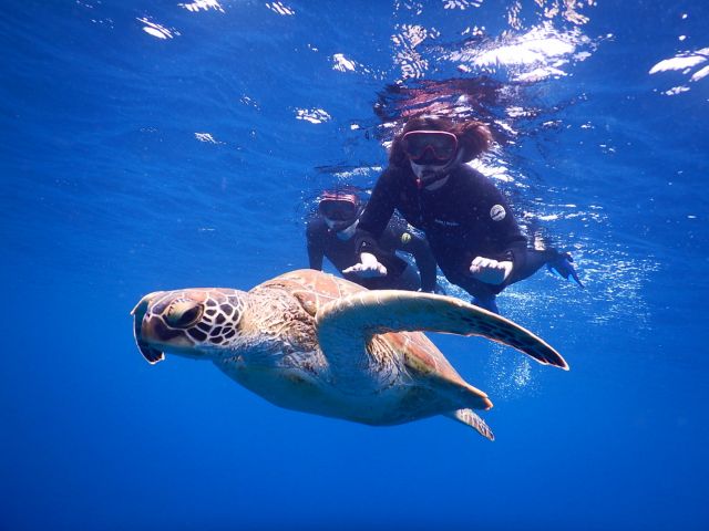 ウミガメとゼロ距離を目指そう〜!