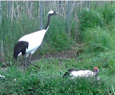 【1名~4名乗りコース】 感動のタンチョウ撮影のたび【冬期間お勧め】(5時間)