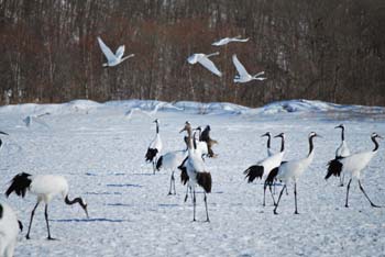 阿寒タンチョウ観察センターに集まるタンチョウ、白鳥も時には居ます。給餌時間に魚をまくと、オジロワシとのバトルが見られる事もあります。