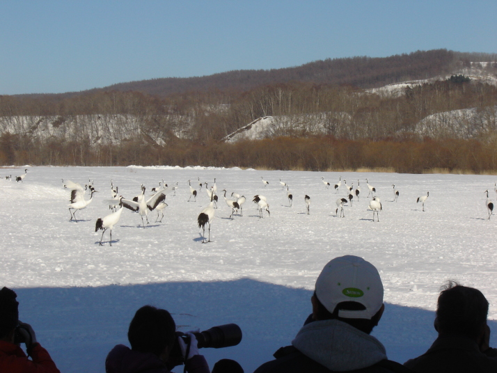 阿寒タンチョウ観察センターで、ベストショットを狙うカメラマンも沢山集まります。