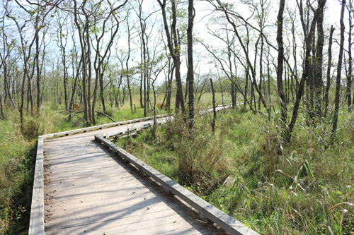 H́Â̖Ƃ莼n䂦̂܂ܕ\ʂƂ͍łBؓ̒܂œĊώ@Ă݂܂傤B