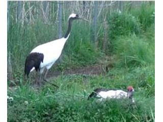釧路市丹頂鶴自然公園・タンチョウのつがい。