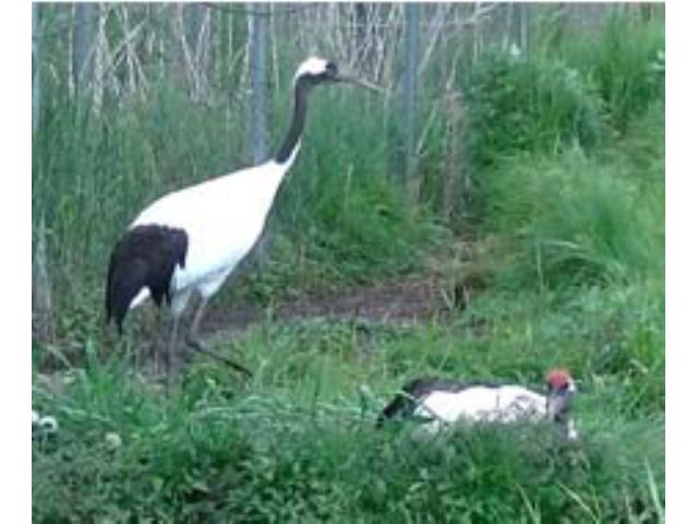 釧路市丹頂鶴自然公園・タンチョウのつがい。