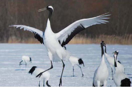 ~Ɋό́̕Aے߃Z^[ւ炵ĉBאڂߊώ@Z^[ł́Aɂ̓G]VJėAIWVƃ^`Ẽogς܂B