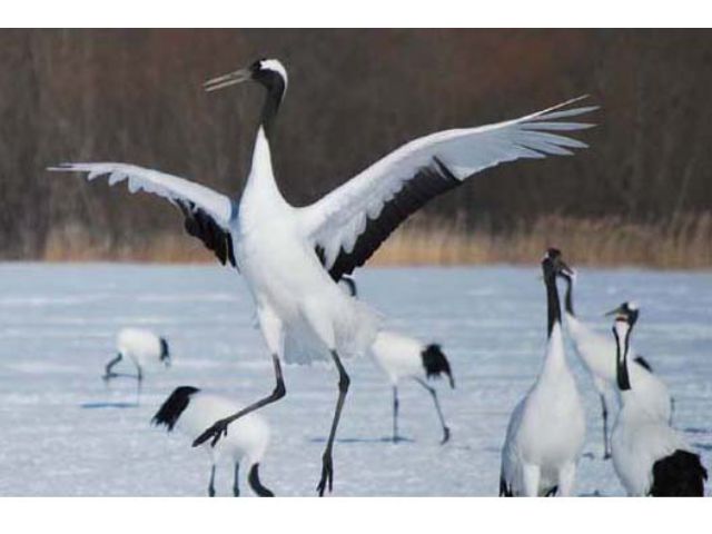 冬場に観光の方は、阿寒国際鶴センターへいらして下さい。隣接する鶴観察センターでは、時にはエゾシカが乱入して来たり、オジロワシとタンチョウのバトルも観られます。