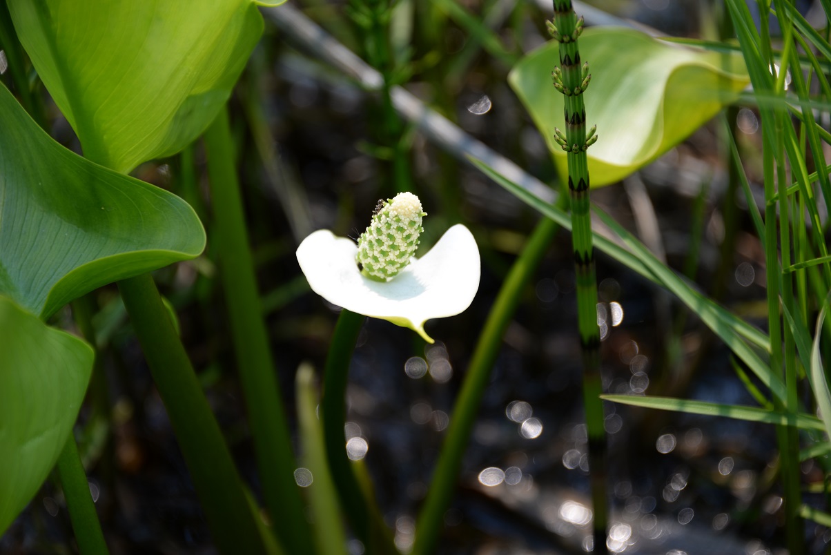 湿原に咲く花(木道から)