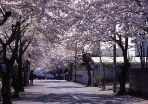柏木町桜ケ丘通りの桜のトンネル