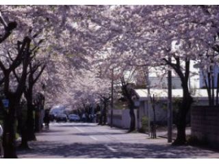 柏木町桜ケ丘通りの桜のトンネル