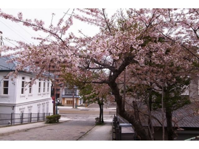 元町大三坂から見る桜