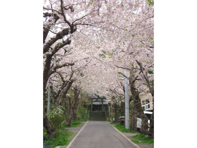 三好神社 立待岬の途中にある桜のトンネル