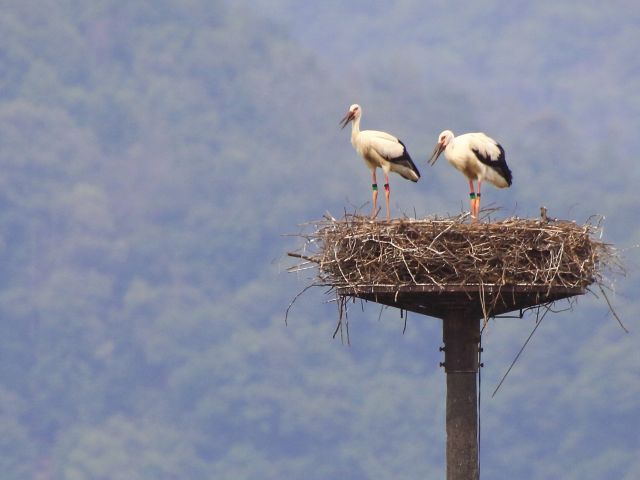 コウノトリ