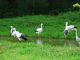コウノトリ郷公園