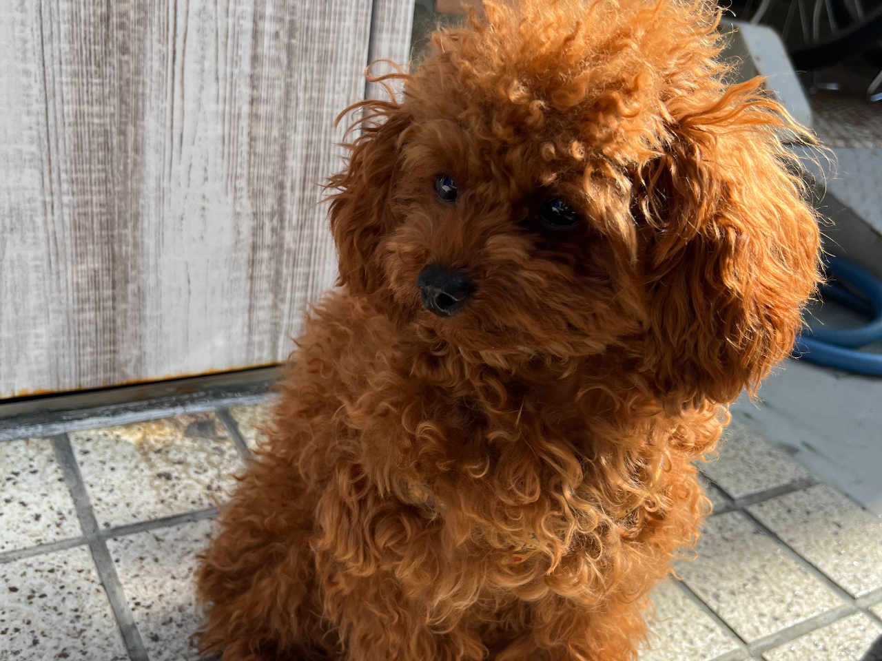 看板犬(からあげ君)