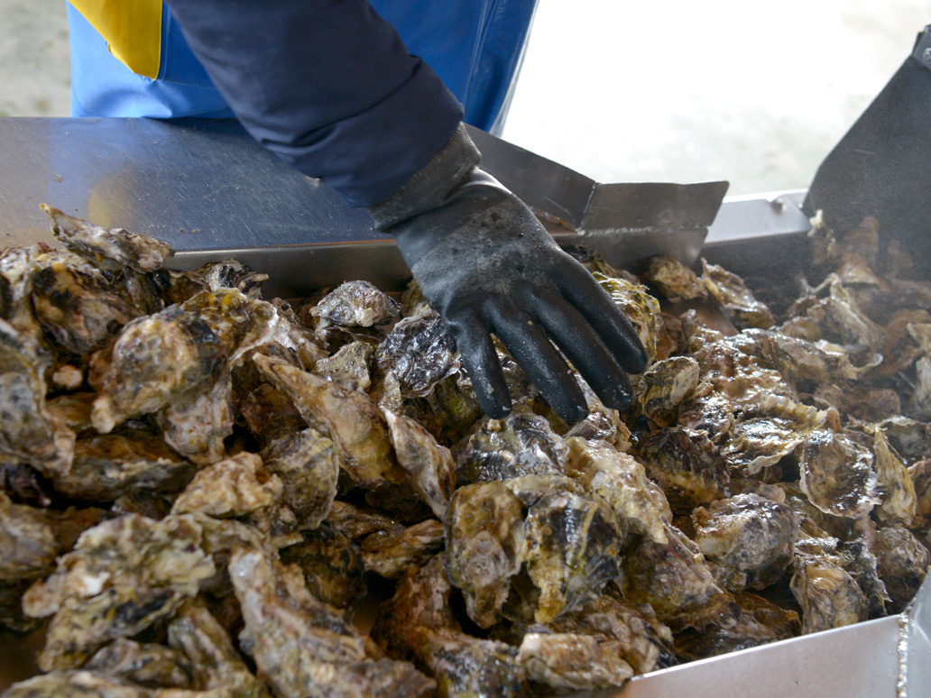 ☆牡蠣の養殖に丹精込めて☆