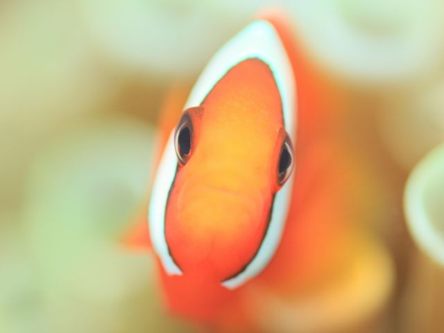 �f��u�t�@�C���f�B���O�j���v�ŗL���ɂȂ������E�N�}�m�~��ڂ̑O�Ō�����A������邱�ƊԈႢ�Ȃ��ł��������قł͖��킦�Ȃ������������ɂ���܂��B