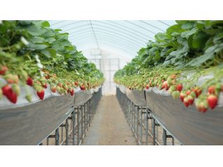 ≪京都・丹後であま〜い!!イチゴ摘み♪≫60分間イチゴ食べ放題プラン♪※コロナ対策実施中※