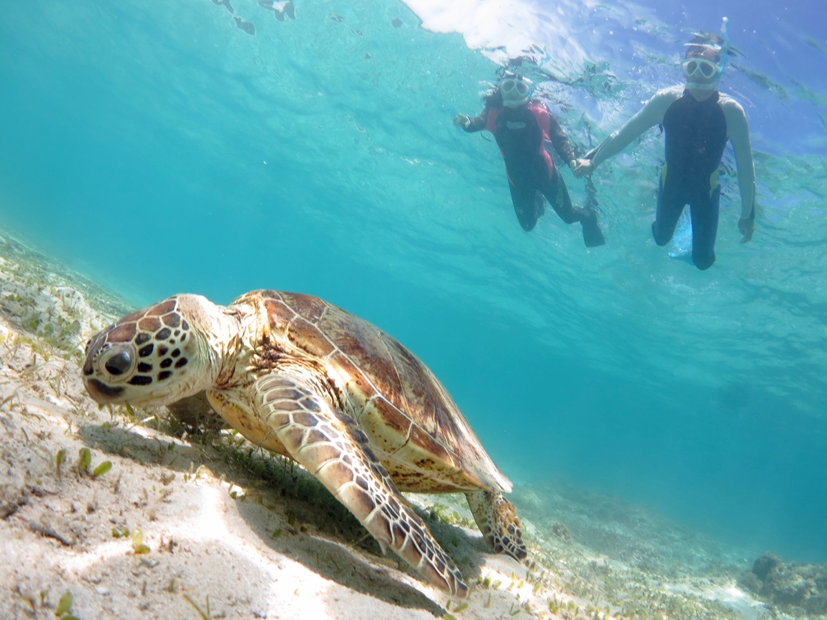 ウミガメ サンゴをウォッチング シュノーケリングツアー アマミエンシス じゃらん遊び体験