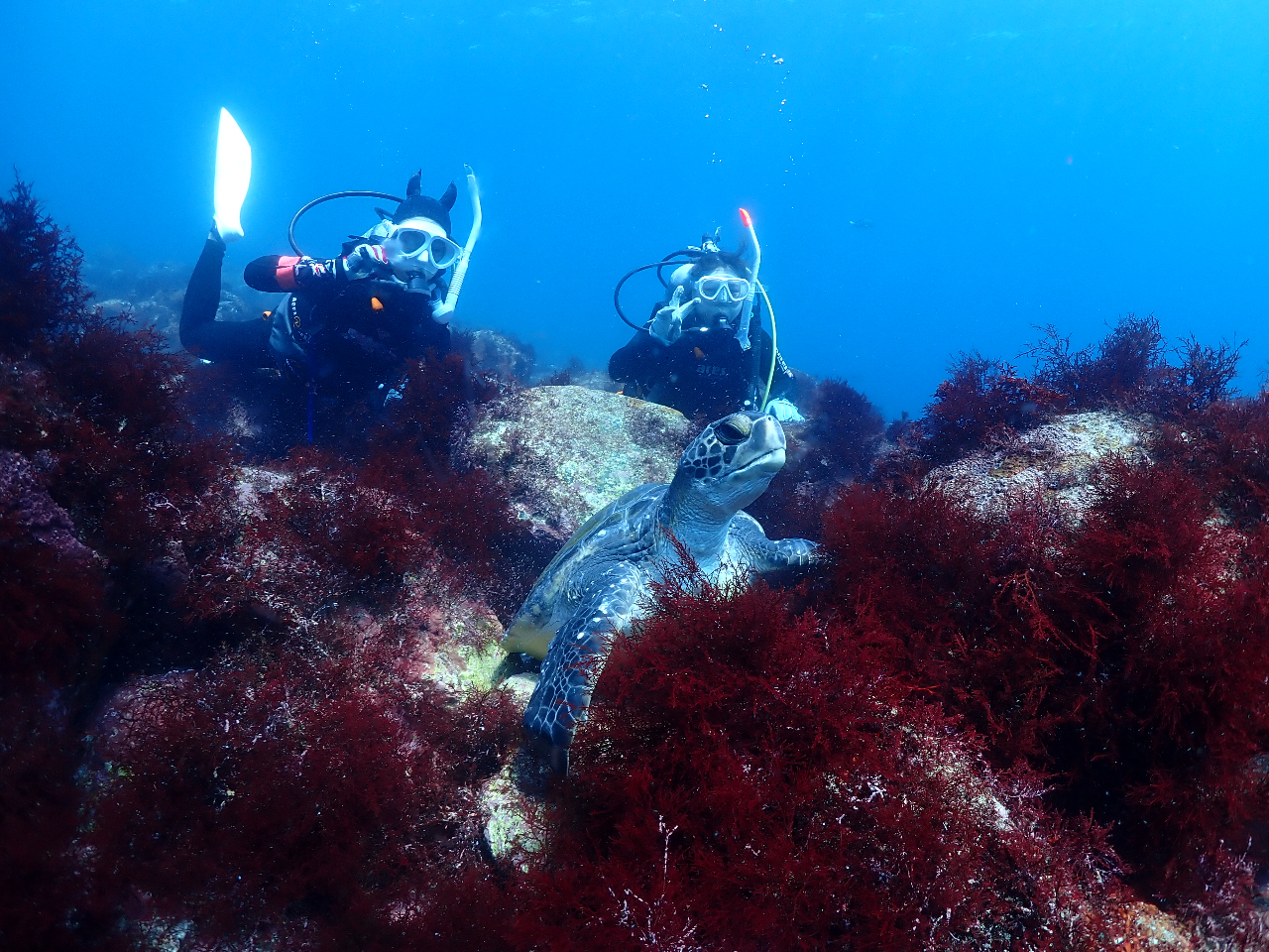 ★ペア割:2人で合計1,000円オフ★2ビーチファンダイビング! Cカードをお持...