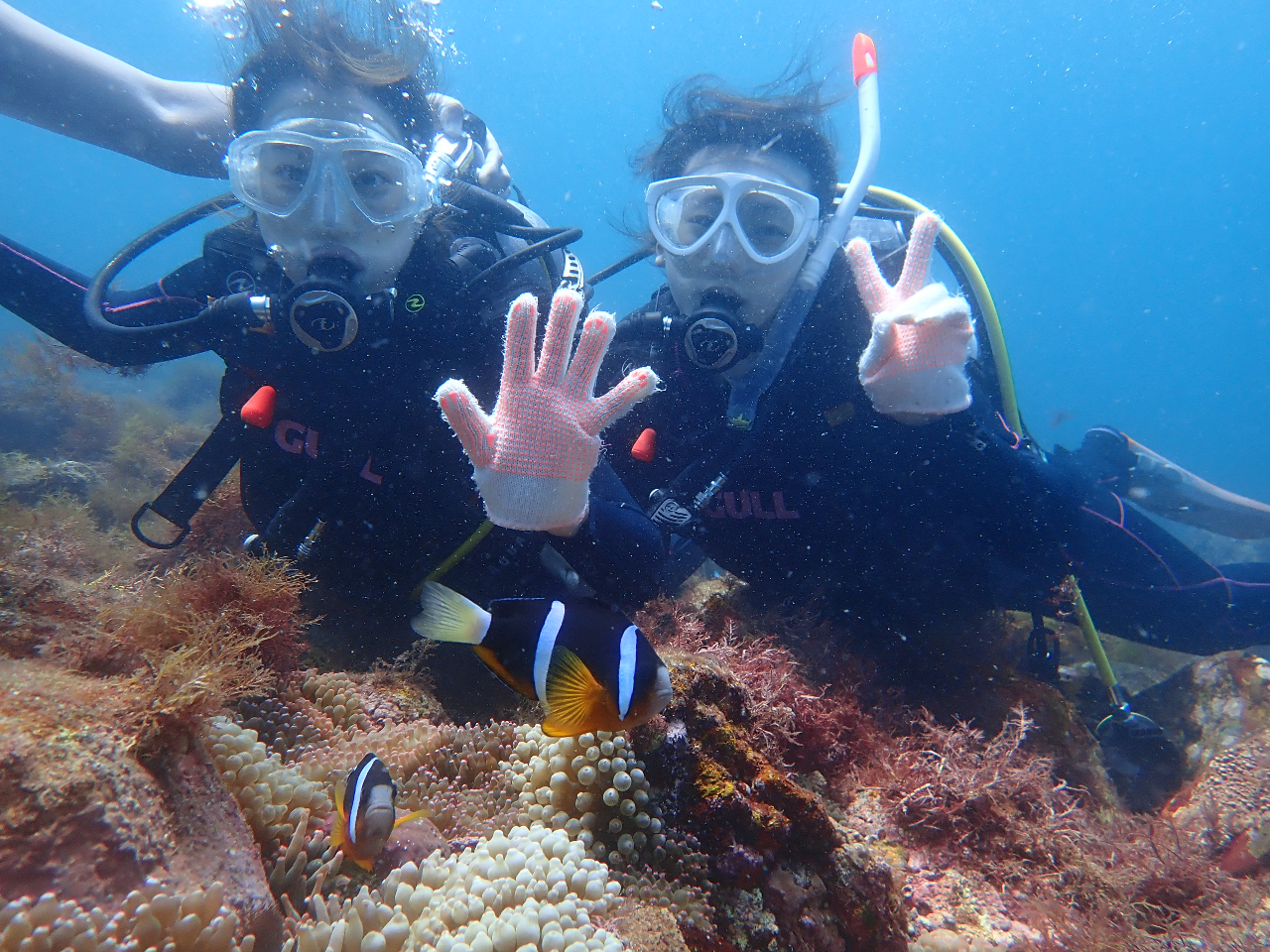 クマノミにも会えるかも?!