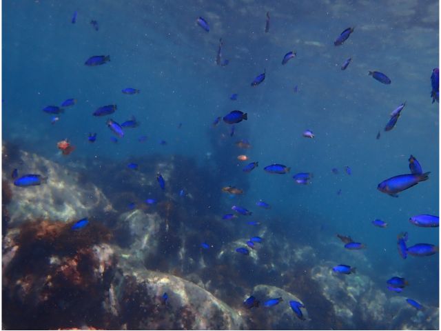 カラフルな生物たち出会えます♪