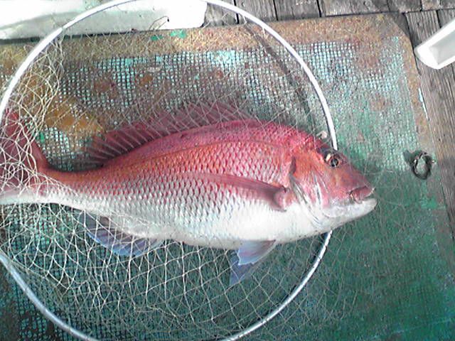 釣り船貸切りプラン 午前の部 マダイ イサギ五目プラン 初心者大歓迎の釣り船 西原丸 西原丸 じゃらん遊び体験 釣り船貸切りプラン 午前の部 マダイ イサギ五目プラン 初心者大歓迎の釣り船 西原丸 西原丸 じゃらん遊び体験