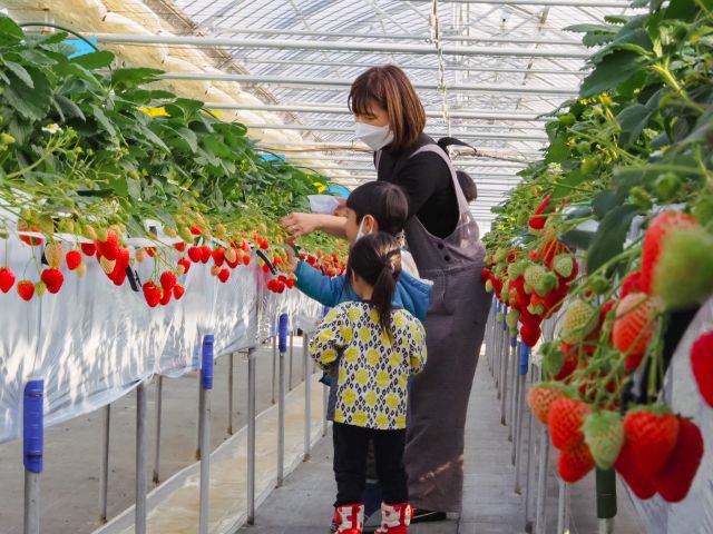 大人の方もお子様も摘み取りがしやすい高設栽培です