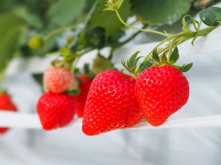 軽井沢高原の綺麗な水と風で艶やかに完熟します