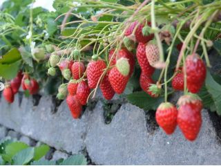 酸味が少なくジューシーで甘いのが特徴の「章姫」を40分食べ放題!